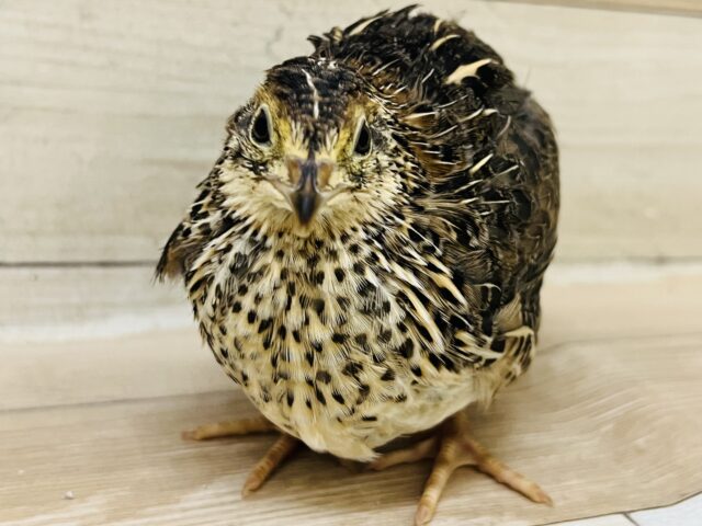 女は愛嬌🩷並ウズラの女の子♡