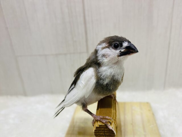 十姉妹（ジュウシマツ）