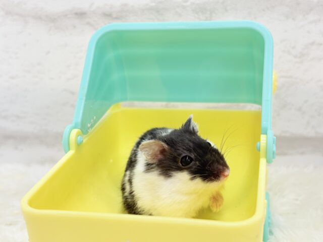 ドワーフハムスターの1種