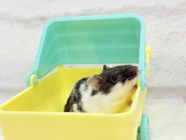 ドワーフハムスターの1種