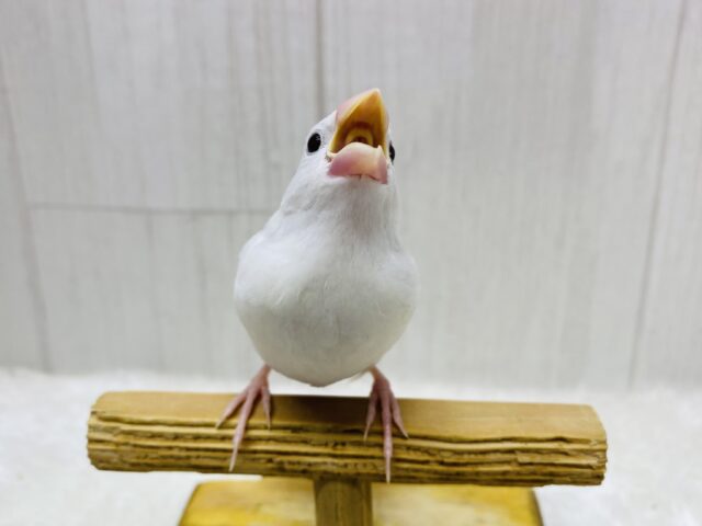 白文鳥