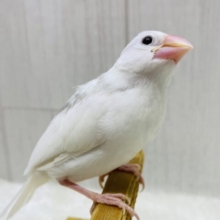 最新画像有ります⭐️キリリっとしたイケメンさん❤️綺麗な姿を見せておくれ〜白文鳥さん‼️