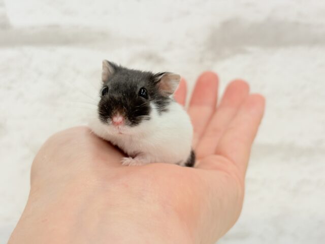 ドワーフハムスターの1種