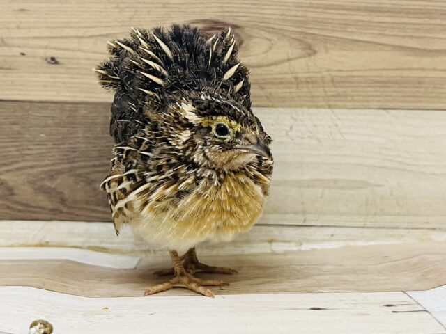 押忍！！立派になりました〜並ウズラの男の子！