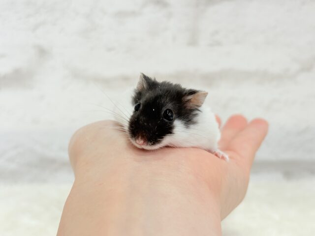 ドワーフハムスターの1種