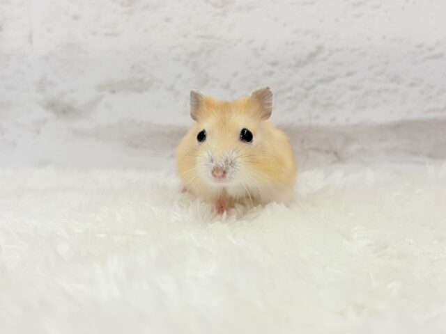 ドワーフハムスターの1種