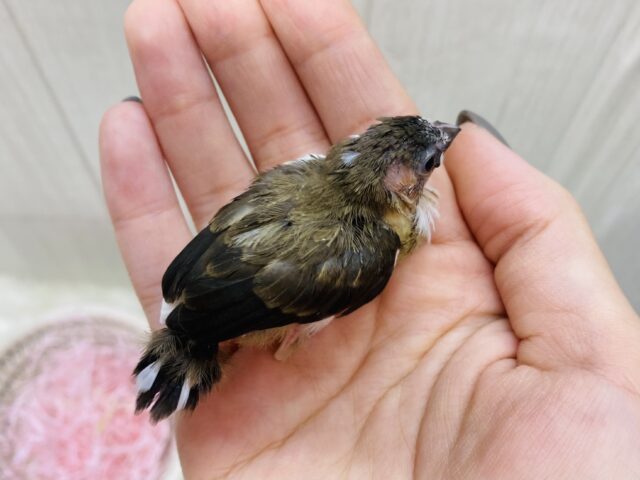 十姉妹（ジュウシマツ）