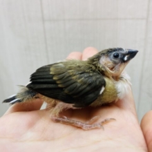 焦茶のビター多めでお願いします🤎ちょこんと十姉妹さん！