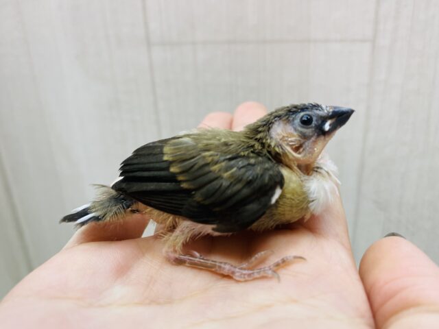 焦茶のビター多めでお願いします🤎ちょこんと十姉妹さん！