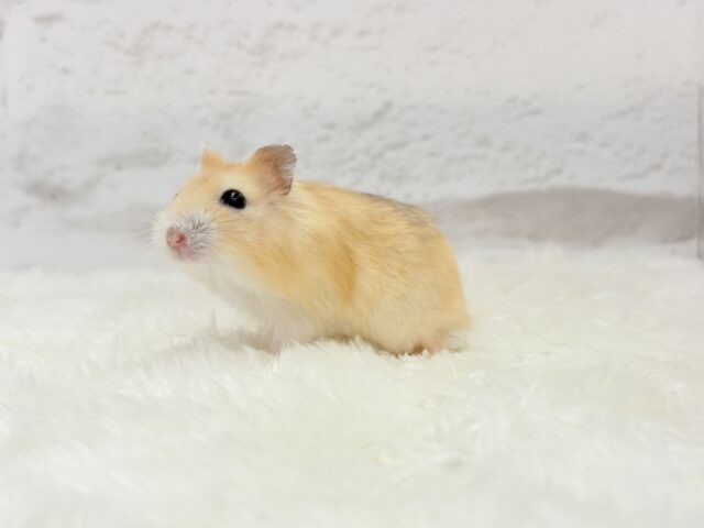 ドワーフハムスターの1種