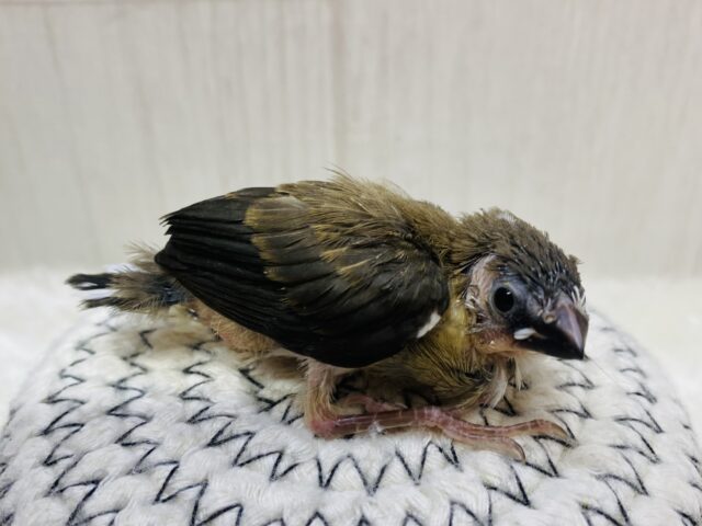 十姉妹（ジュウシマツ）