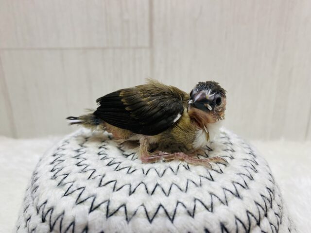 十姉妹（ジュウシマツ）