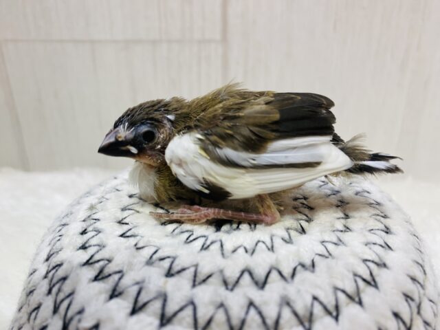 十姉妹（ジュウシマツ）