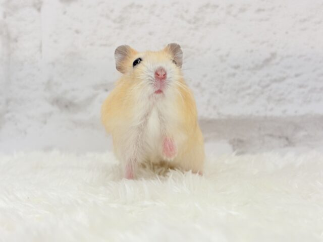 ドワーフハムスターの1種