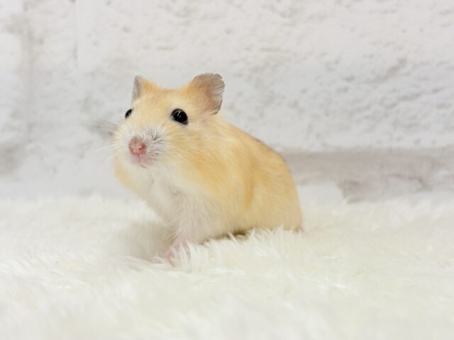 ドワーフハムスターの1種