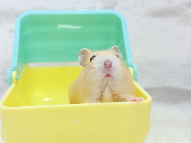 ドワーフハムスターの1種