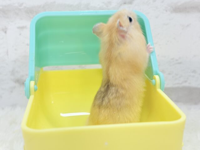 ドワーフハムスターの1種