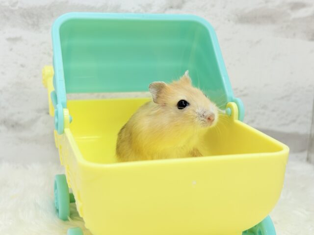 ドワーフハムスターの1種