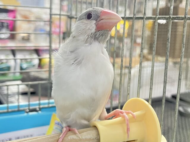 シルバーイノ文鳥