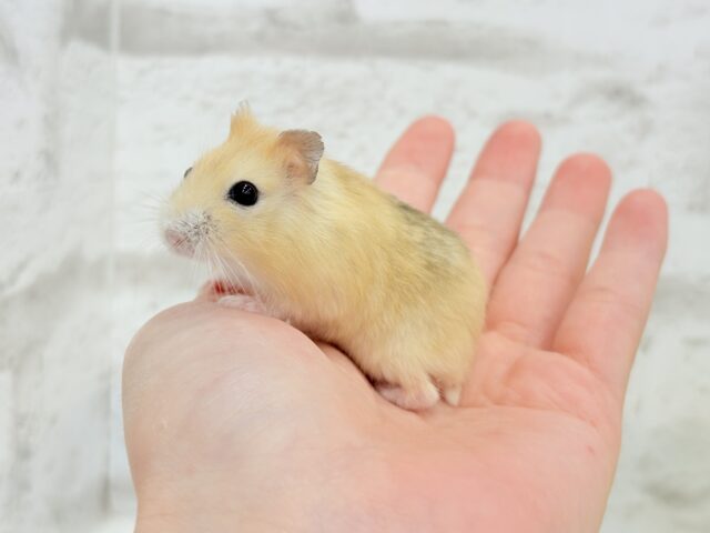 ドワーフハムスターの1種