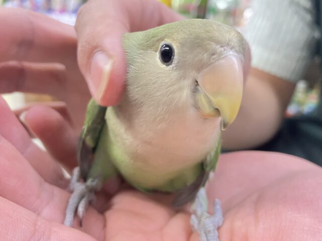 コザクラインコ（小桜インコ）