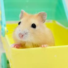 カラメルソース多めです🐹🍮イエロープディングハムスター(女の子)