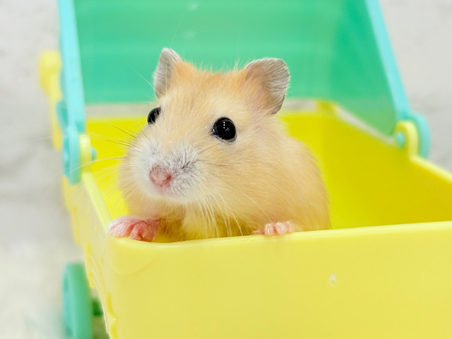 カラメルソース多めです🐹🍮イエロープディングハムスター(女の子)