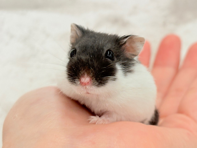 ちょこんとサイズ🐹🫧マーブルハムスター(女の子)