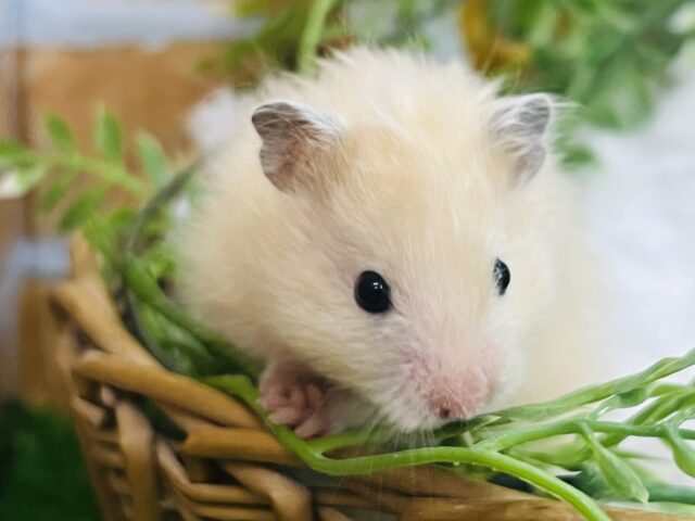 ゴールデンハムスター