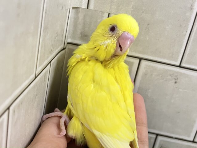 セキセイインコ