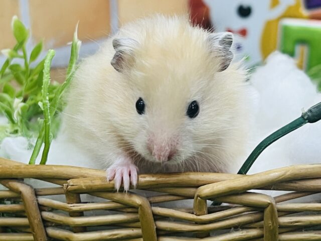 ゴールデンハムスター