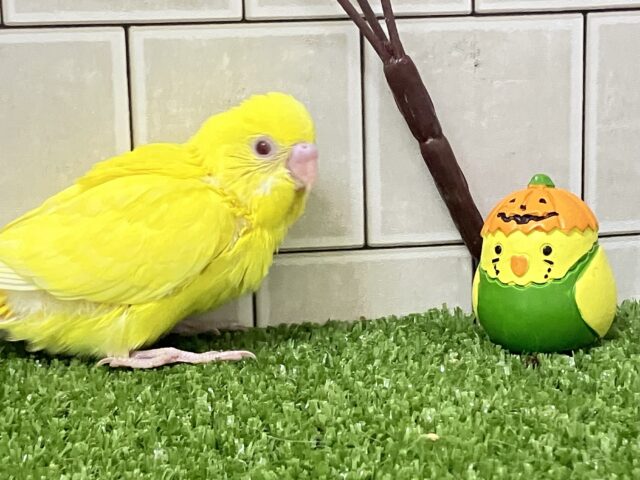 セキセイインコ