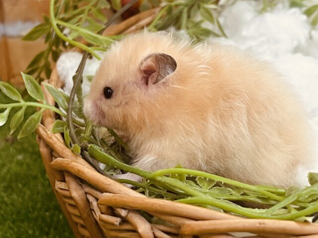 ゴールデンハムスター