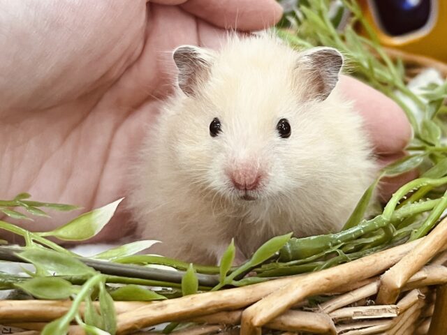 艶々美人🩷サテンハムスターの女の子！