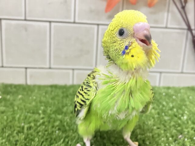 セキセイインコ