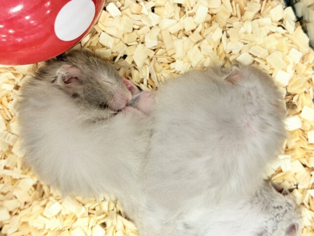 ゴールデンハムスター