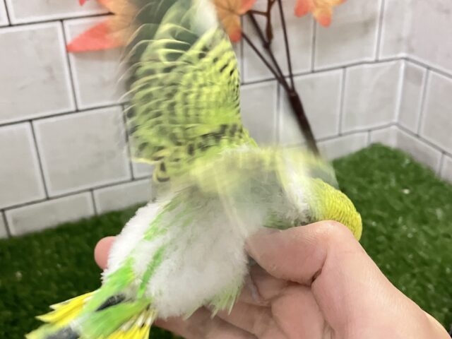 セキセイインコ