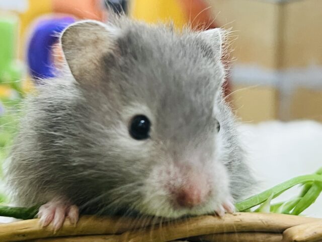 ワンカラーだよ！白メガネのセーブルハムスターの女の子♡