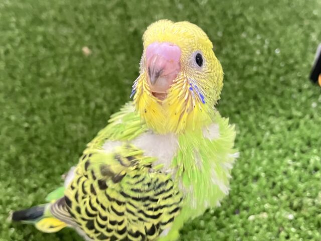 セキセイインコ