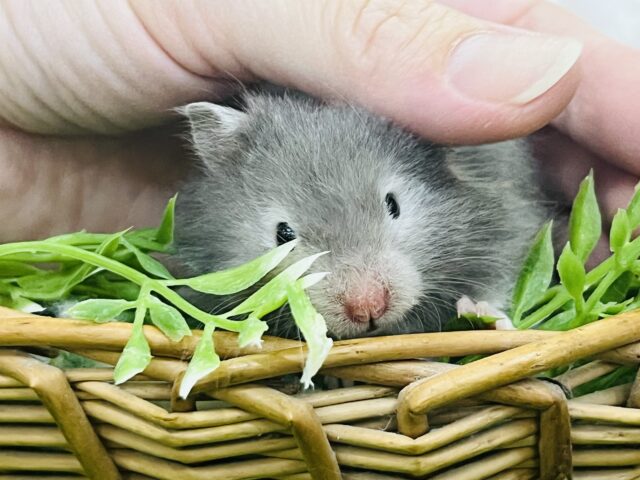 ゴールデンハムスター