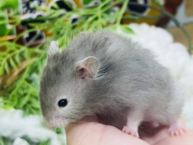 ゴールデンハムスター