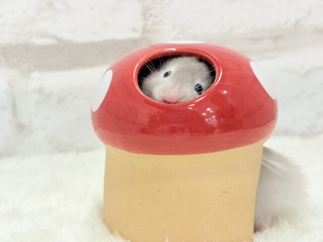 ゴールデンハムスター