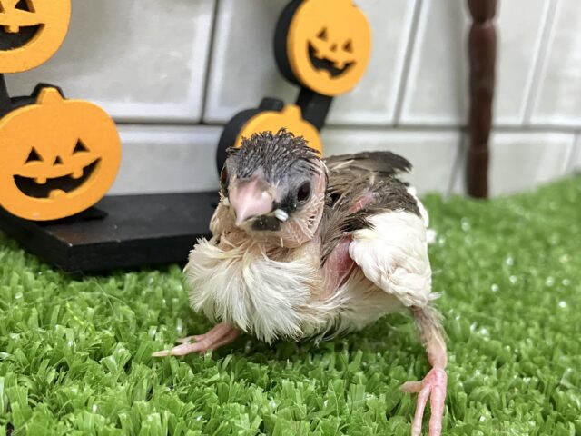 十姉妹（ジュウシマツ）