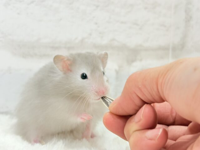 ゴールデンハムスター