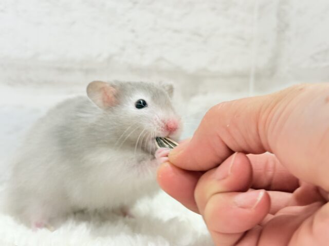 ゴールデンハムスター