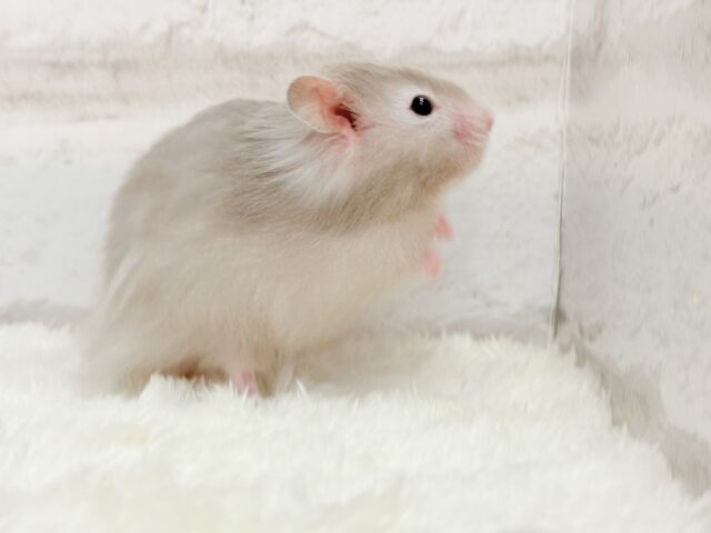 ゴールデンハムスター