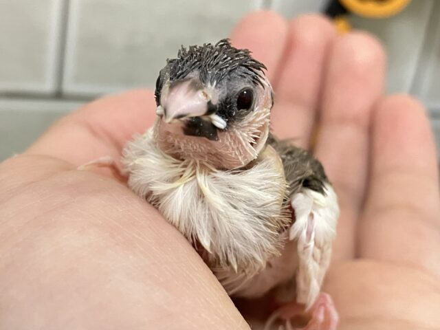 十姉妹（ジュウシマツ）