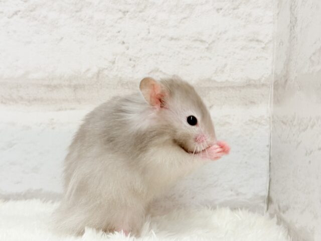 ゴールデンハムスター