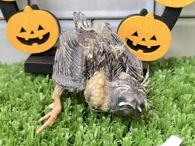 錦花鳥（キンカチョウ）