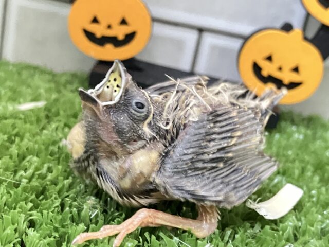 錦花鳥（キンカチョウ）